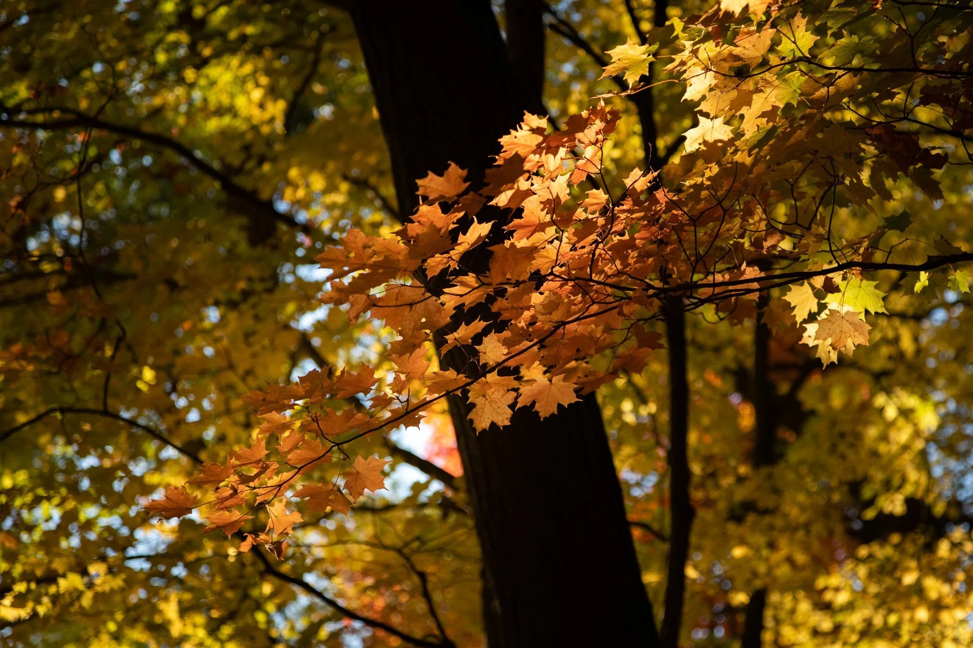  London, Canada 
 Nature 