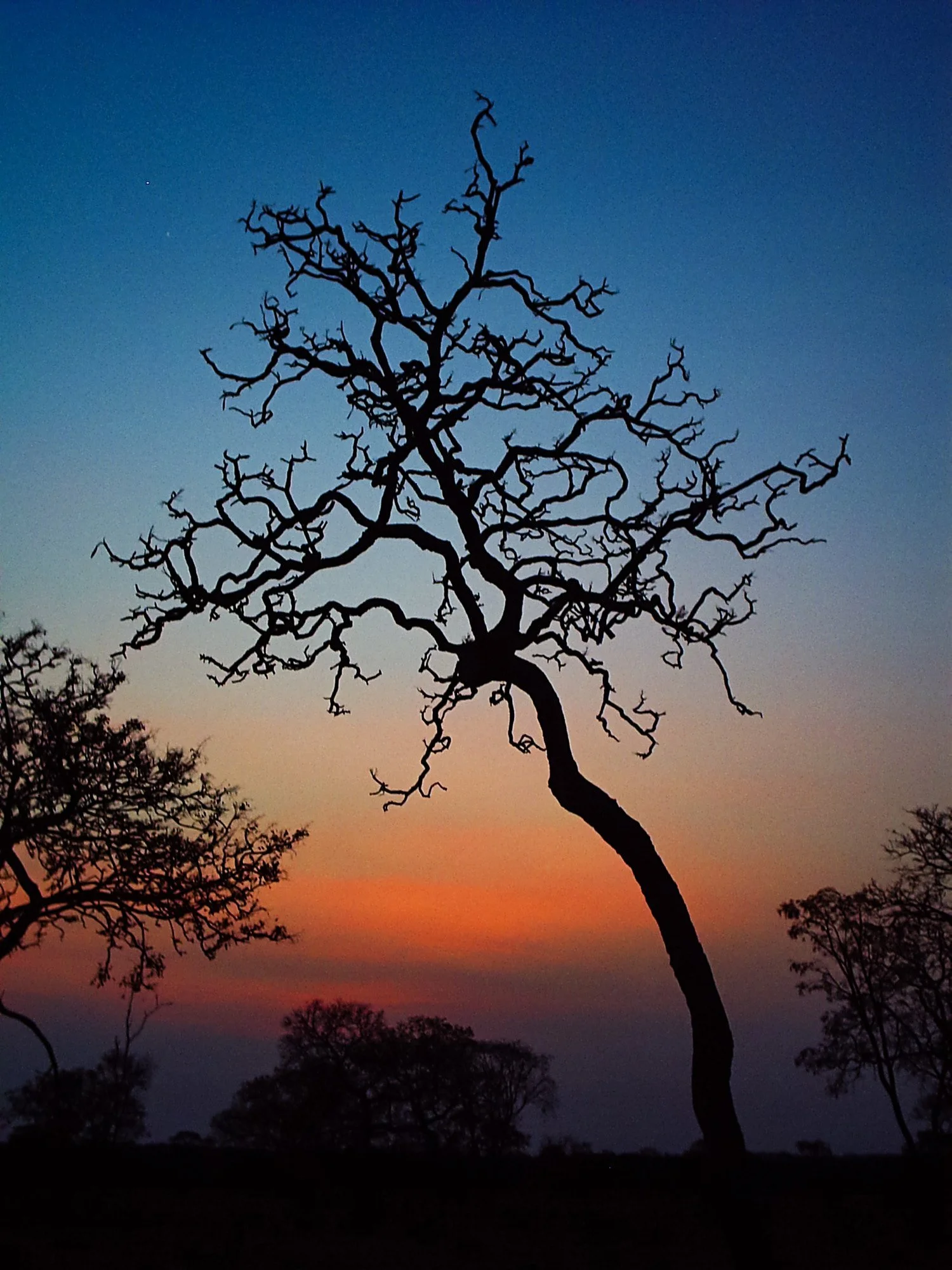  Cerrado tree, Mato Grosso do Sul, Brazil 
 Nature 