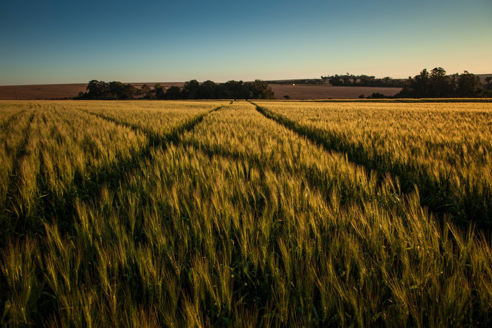  Wheat field, Paraná, Brazil 
 Rural 