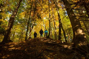 leocavallini_11Oct2020_1825.jpg