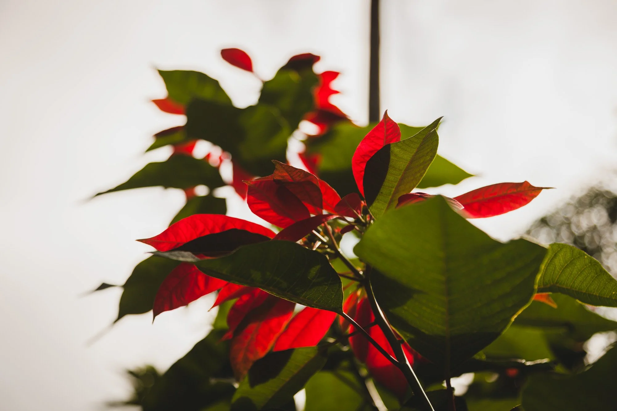 _MG_5018.jpg