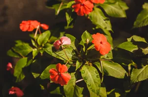 _MG_5023.jpg